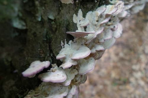 Niszczyk liściastodrzewny