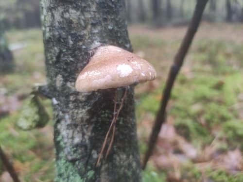 Białoporek brzozowy