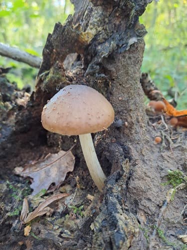 Drobnołuszczak jeleni