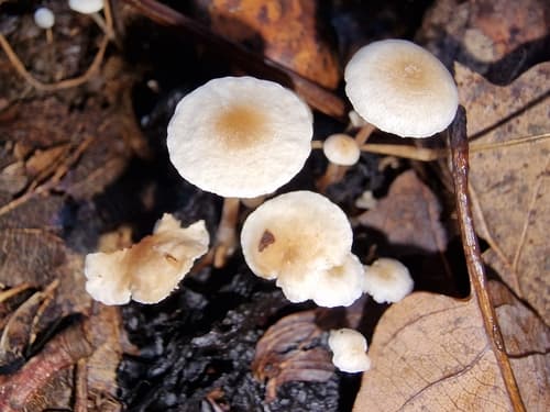 Collybia