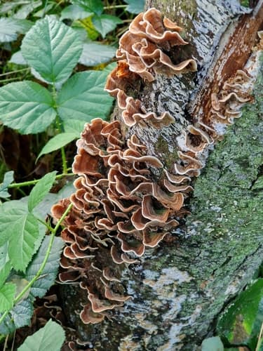 Skórnik