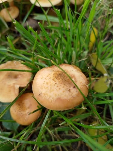 Marasmiineae