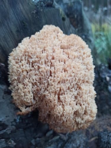 Artomyces microsporus