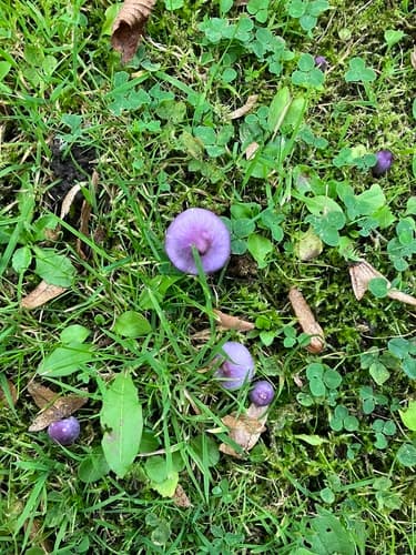 Inocybe lilacina
