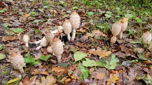 Czernidłak kołpakowaty