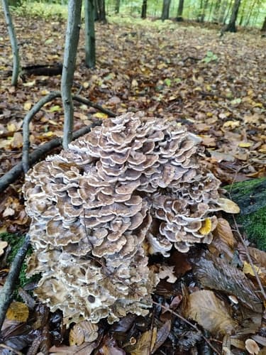 Szaroporka podpalana