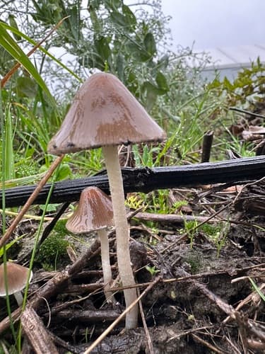 Kruchaweczka