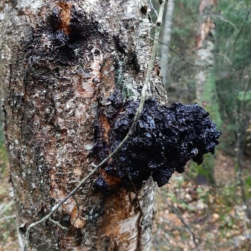 Błyskoporek podkorowy