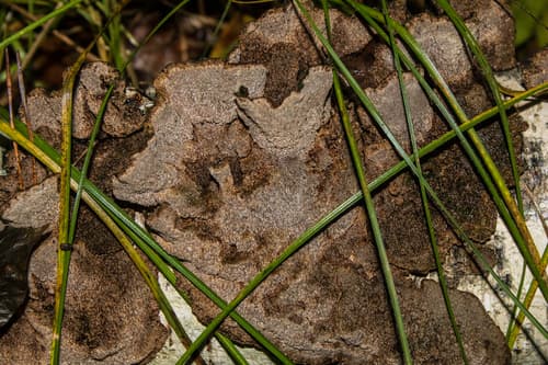 Chropiatka pospolita