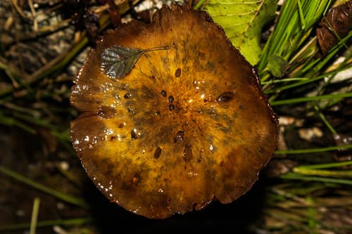 Łuskwiak