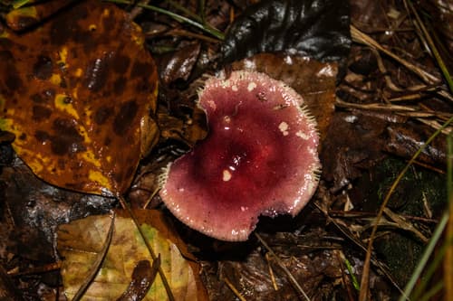 Puellarinae