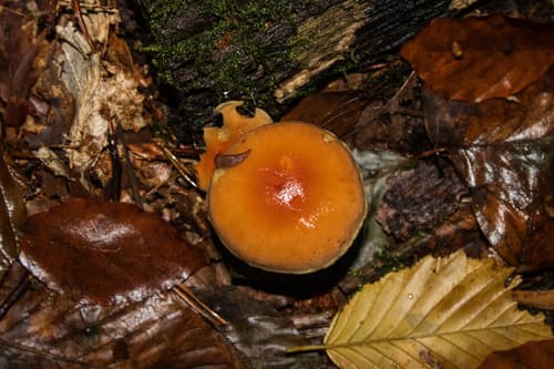 Maślanka łagodna
