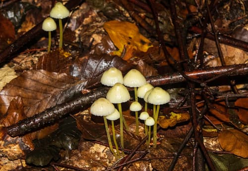 Grzybówka cytrynowa
