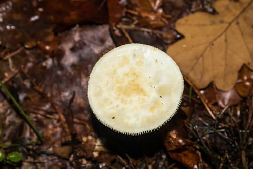 Muchomor cytrynowy