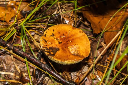 Podgrzybek brunatny