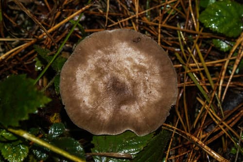 Drobnołuszczak