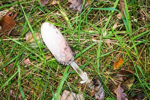 Czernidłak kołpakowaty