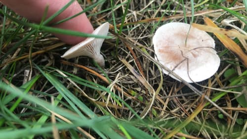 Lejkówka żółtobrązowa
