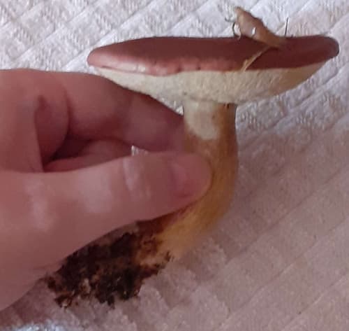Podgrzybek brunatny