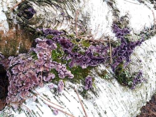 Chrząstkoskórnik purpurowy