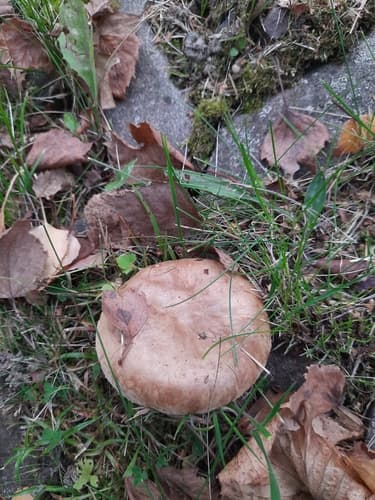 Krowiak podwinięty
