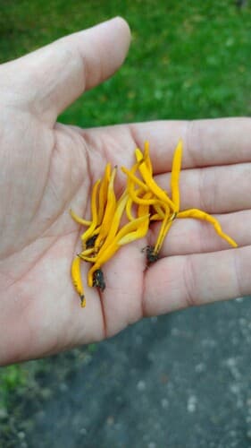 Clavulinopsis helvola