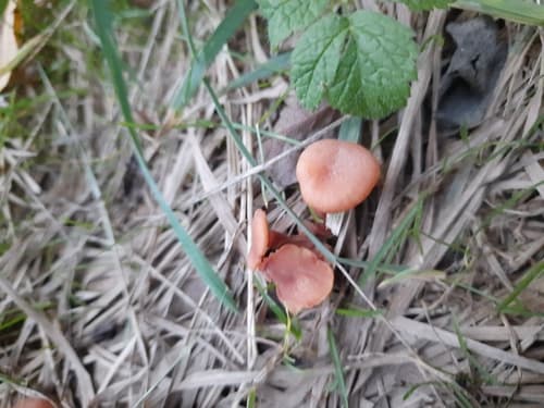 Lakówka pospolita