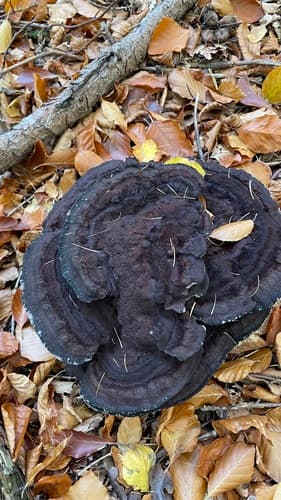 Phaeolus