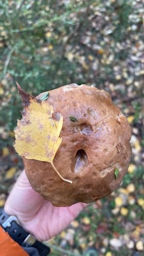 Koźlarz babka