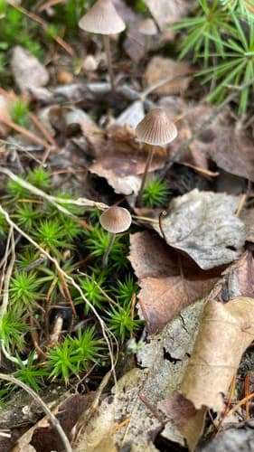 grzybówka chlorowonna