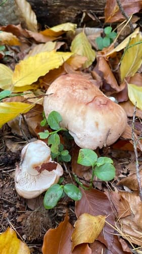 Monetnica plamista