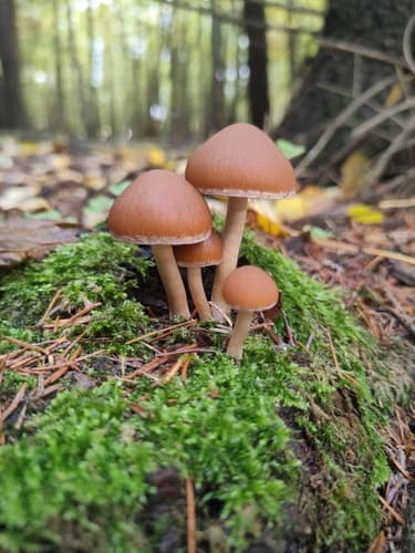 Kruchaweczka Namakająca