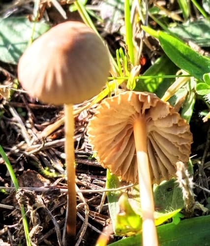 Marasmius