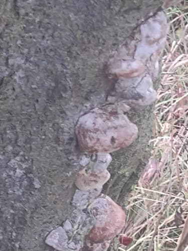 Czyreń śliwowy