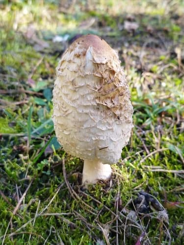 Czernidłak kołpakowaty