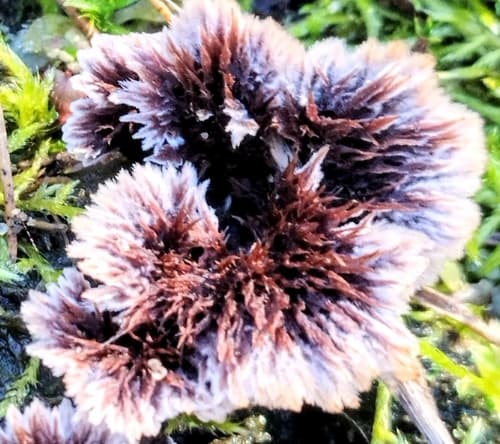 Chropiatka pospolita