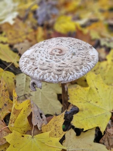 Chlorophyllum