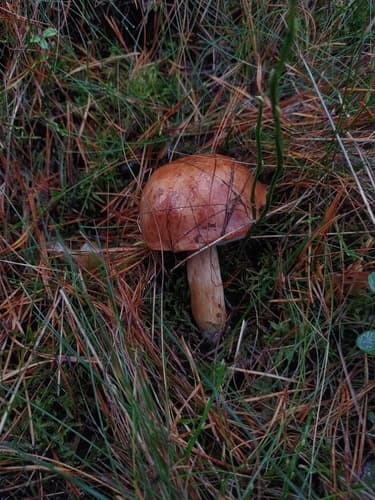 Podgrzybek brunatny