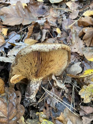 Krowiak podwinięty