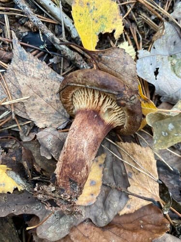 Paxillus cuprinus