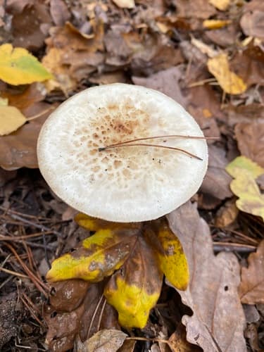 Muchomor cytrynowy
