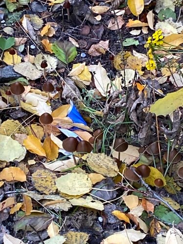 Kruchaweczka twardotrzonowa