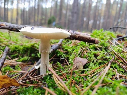 Muchomor cytrynowy