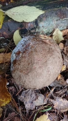 Xerocomellus