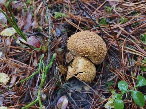 Tęgoskór cytrynowy