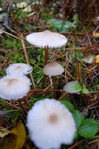 Grzybówka mleczajowa