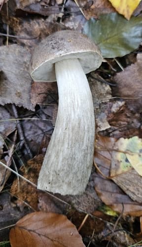 Borowikowate