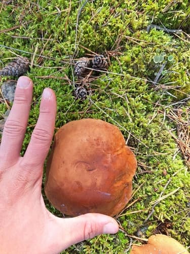 Podgrzybek brunatny