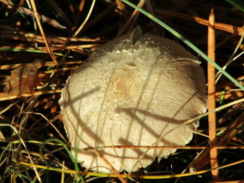 Kruchaweczka zaroślowa