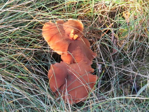 Lakówka dwubarwna